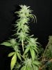 Icemud_sour grapes_strain_pheno_1_cannabis_seed_project (5).jpg