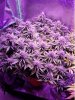 Blue Cheese - ending Week 6.jpg