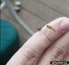 Funny-Video-Small-Spider-Wasp-Gif.gif