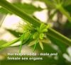 marijuana-hermaphrodite-plant-e1359567711910.jpg