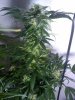 plant #2, side-view(51 days since 12-12 switch).jpg