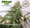 Schwaggy's Afghan Skunk - 2.jpg