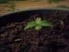 Grow09 058.jpg