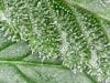 20190810 Trichomes first sign of amber.jpg