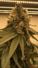 Day 57 bud pic A.PNG