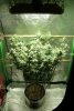 Tangilope grow 40 days A.jpg