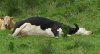 330px-Cow_lying_on_side.jpg