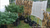 Ghille Tomato Trellis, 4.png