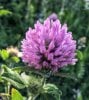 dew-drops-on-purple-clover-flower-in-spring.jpg