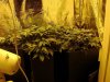 3rd Grow Day 40 (3).jpg