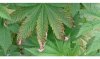 Nutrient-burn-on-marijuana-plants-2.jpg