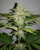 Orange Julius tall pheno.png