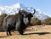 Yak-Himalayas-Nepal.jpg