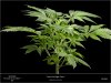 Sweet Seeds - Cream Caramel - Auto - Whole Plant I Must Get Bigger faster.jpg