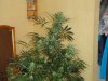DSC00490.jpg
