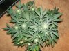 dirtmeds-albums-growop-09-picture57224-top-view-aurora-indica-clone.jpg