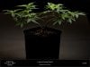 Dinafem - Gorilla CBD - In Veg And Training Plant B front view.jpg