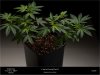 Dinafem - Gorilla CBD - In Veg And Training Plant B.jpg