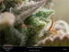 HSO-The New - Day 64 Flower - Trichomes and Candy.jpg