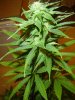 Day26flower 007.jpg