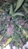 big devil xl auto red version 2019 grow.jpg