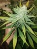 Sick bud 12-27.jpg