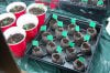 dopewear-albums-ghetto-veg-box-first-outdoor-grow-picture57918-dsc-2831.jpg