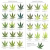 best_cannabis_deficiency_visual_chart.jpg