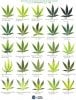 marijuana-deficiency-chart-2.jpg