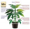 manganese-deficiency-marijuana-diagram.jpg