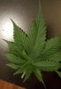 conspiracy kush mutated leaf 03 - Copy.jpg