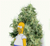 homer-bush-gif-16.gif