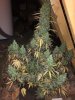 129403_auto-gorilla-glue-by-barista_autoseeds_gorilla-glue-auto.jpg