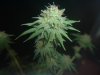 #2 week 14 week 7 flowering Mag (1).jpg