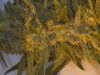 MutantSSDflowersalmost ready 010.JPG