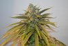 Amherst Sour Diesel 1.jpg