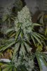 Super Silver Hashplant x Cobra Lips 6A.jpg