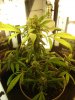 Bag Seed Wek 6.jpg