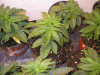 BD week 3d.gif