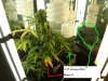 Copy of Bagseed Plant cfls off.jpg