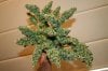 harvest day 55 flower 019.jpg