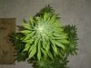 31flower 002.jpg