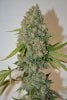 Super Silver Hashplant x Cobra Lips 5B.jpg