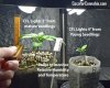Seedling-Light-Height.jpg