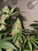 Pure Ghost OG #1 Day 58.jpg