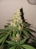 Pure Ghost OG #2 Day 58 (2).jpg