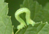 inchworm.png