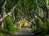 most-beautiful-trees-dark-hedges.jpg