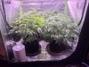 1768673_ilgm-og-kush-fem-grow-journal-by-treefarmercharlieilgmog-kush-fem.jpg