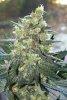 MP5k ..dr chronic seeds.jpg